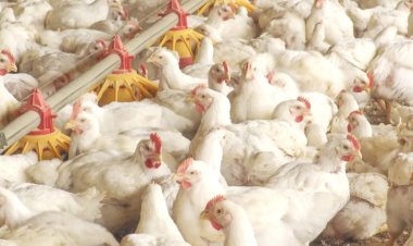 Veto da UE não deverá atingir produção de frango de corte