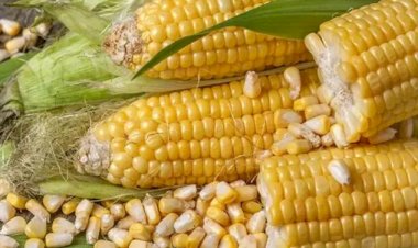 Clima seco dificulta plantio de milho verde