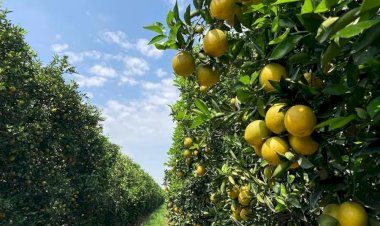 Preços e safra reduzida pressionam produção de laranja