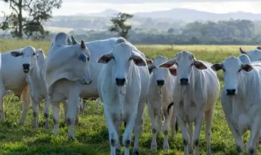 Região de Rio Preto se destaca no agronegócio estadual