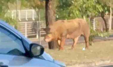 GCM de Rio Preto faz 'acareação' para descobrir verdadeiro dono de 'porco do rolê'