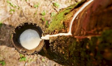 Borracha natural valoriza produção do agronegócio na região