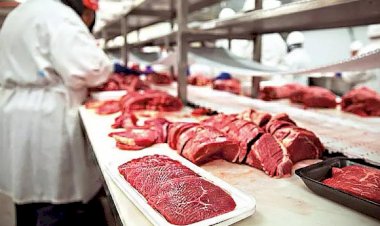 Carne bovina