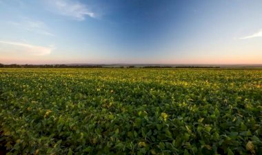 Safra que se inicia exige cautela do produtor neste ano