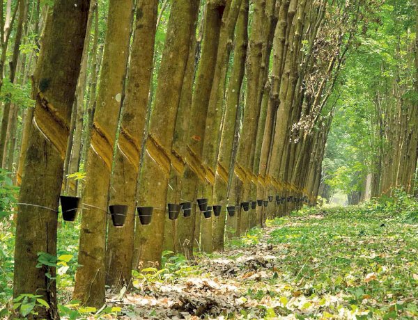 Excesso de borracha no Noroeste paulista preocupa setor nesta safra