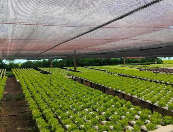 Produtores de hortaliças investem em tecnologia no campo