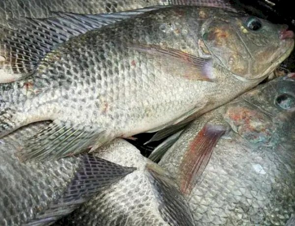 Peixe BR solicita suspensão da importação de filé de tilápia do Vietnã por São Paulo