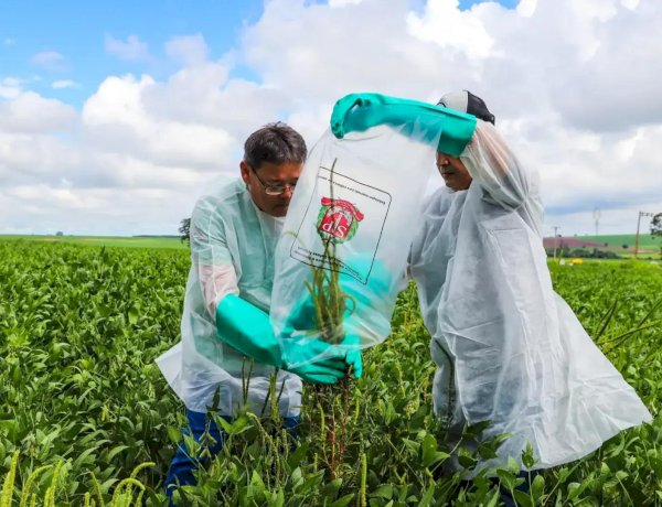 Caruru-gigante é detectado pela primeira vez em plantação de Mirassol