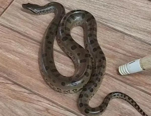 Filhote de sucuri é encontrado em sala de creche em Mirassolândia