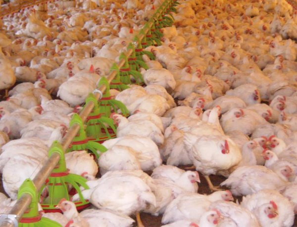 Exportações de carne de frango caem