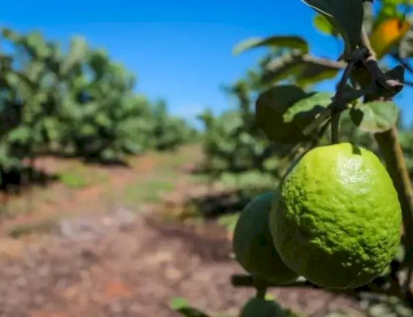 Goiaba tailandesa amplia produção nos pomares da região