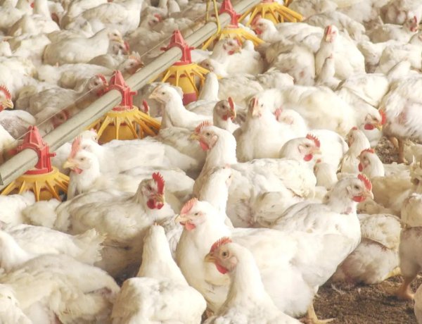 Veto da UE não deverá atingir produção de frango de corte