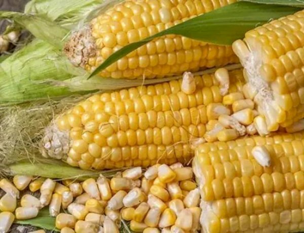 Clima seco dificulta plantio de milho verde