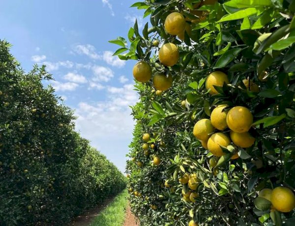 Preços e safra reduzida pressionam produção de laranja