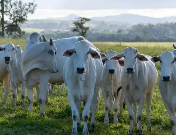 Região de Rio Preto se destaca no agronegócio estadual