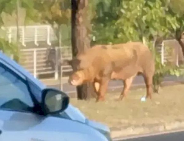 GCM de Rio Preto faz 'acareação' para descobrir verdadeiro dono de 'porco do rolê'
