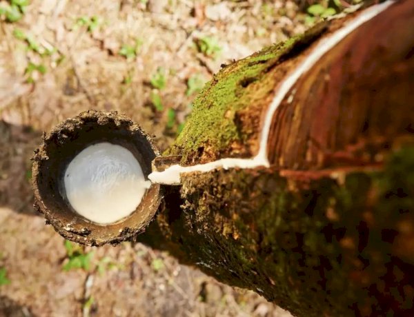 Borracha natural valoriza produção do agronegócio na região
