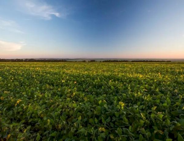 Safra que se inicia exige cautela do produtor neste ano
