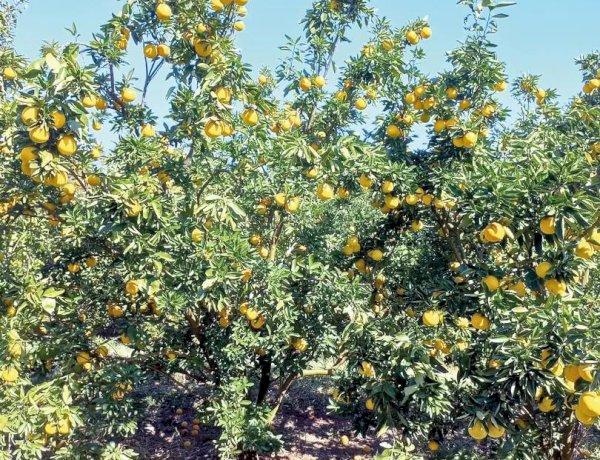 Árvores com greening