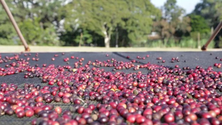 Café conilon produzido na região é premiado em concurso