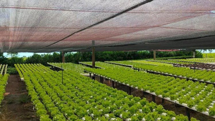 Produtores de hortaliças investem em tecnologia no campo