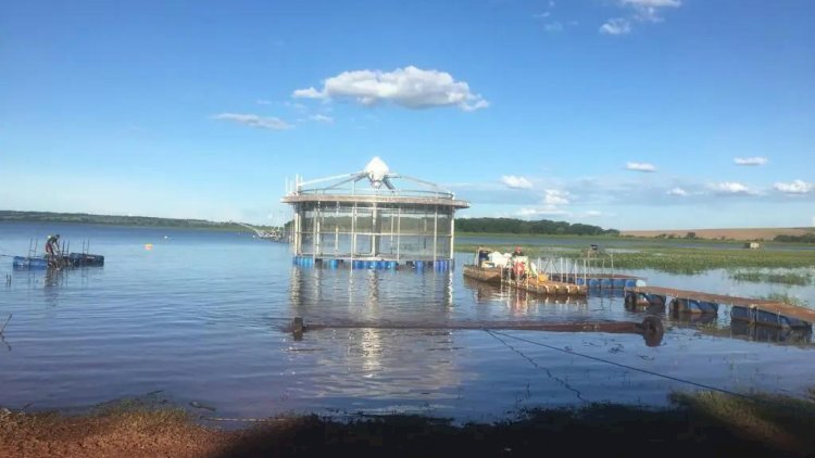 Pesquisa avalia cultivo de tilápia em tanques-rede da região