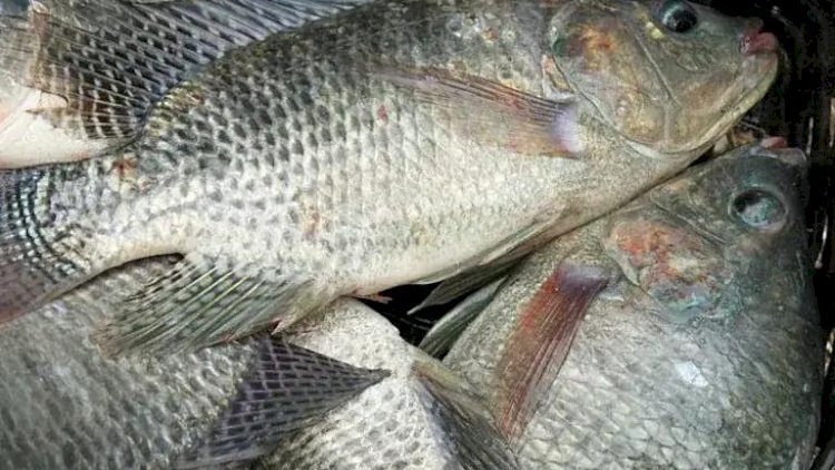 Peixe BR solicita suspensão da importação de filé de tilápia do Vietnã por São Paulo