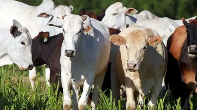 Avanço no ciclo pecuário movimenta negócios na região de Rio Preto