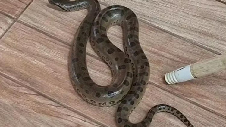 Filhote de sucuri é encontrado em sala de creche em Mirassolândia