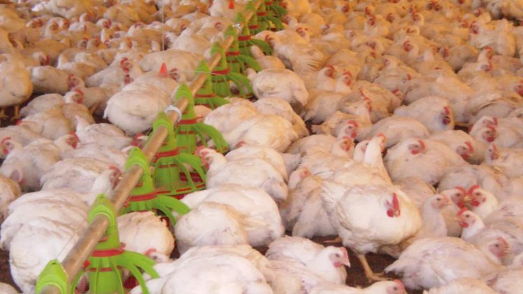 Exportações de carne de frango caem