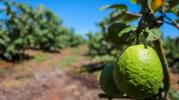 Goiaba tailandesa amplia produção nos pomares da região