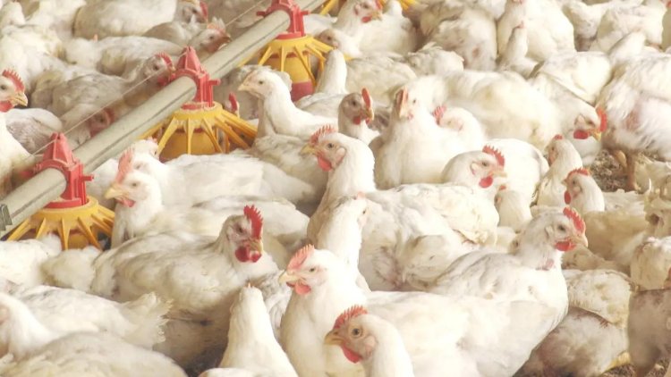 Veto da UE não deverá atingir produção de frango de corte