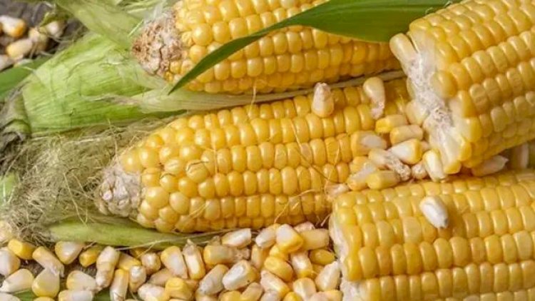 Clima seco dificulta plantio de milho verde