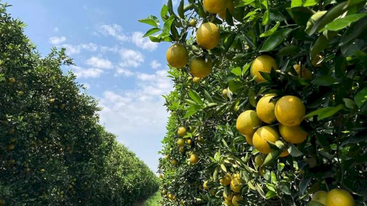 Preços e safra reduzida pressionam produção de laranja