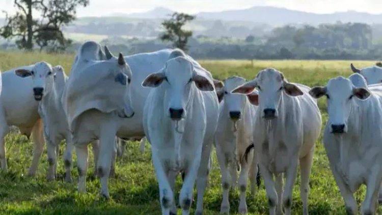 Região de Rio Preto se destaca no agronegócio estadual