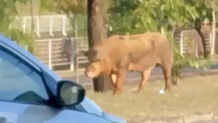 GCM de Rio Preto faz 'acareação' para descobrir verdadeiro dono de 'porco do rolê'