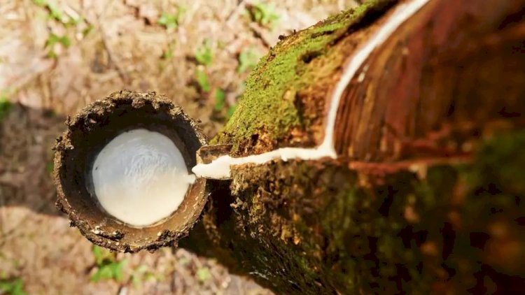 Borracha natural valoriza produção do agronegócio na região