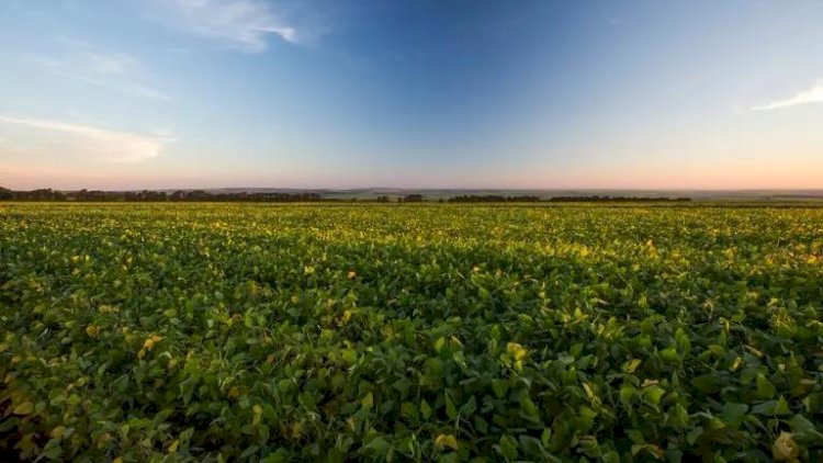 Safra que se inicia exige cautela do produtor neste ano