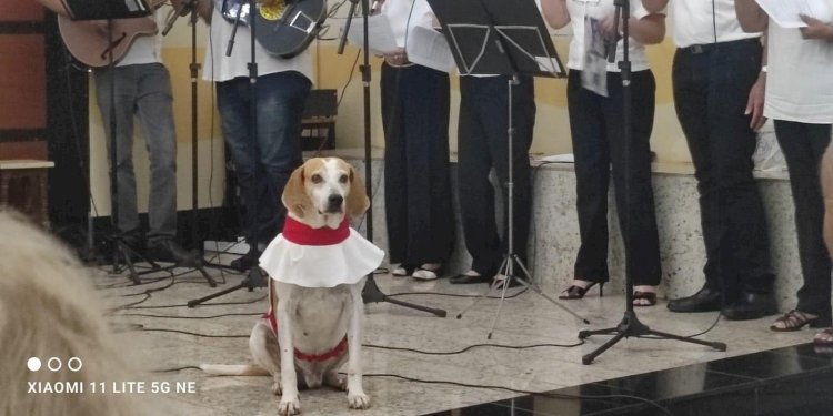 Resgatado de maus-tratos, 'cãoroinha' Jhonny vira atração em paróquia de Barretos