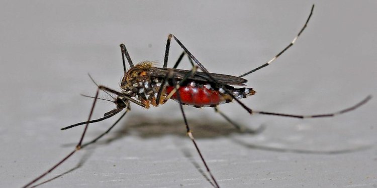 Em cinco meses, Rio Preto registra mais casos de dengue que em 2023 inteiro