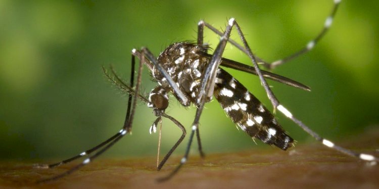 Rio Preto confirma primeira morte por chikungunya na história da cidade