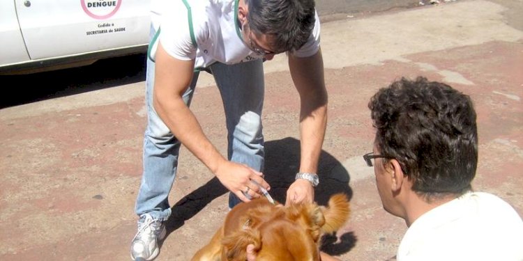 Centro de Zoonoses promove vacinação antirrábica no sábado em Rio Preto