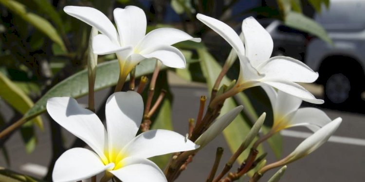 Como fica o tempo durante a primavera? Veja previsão