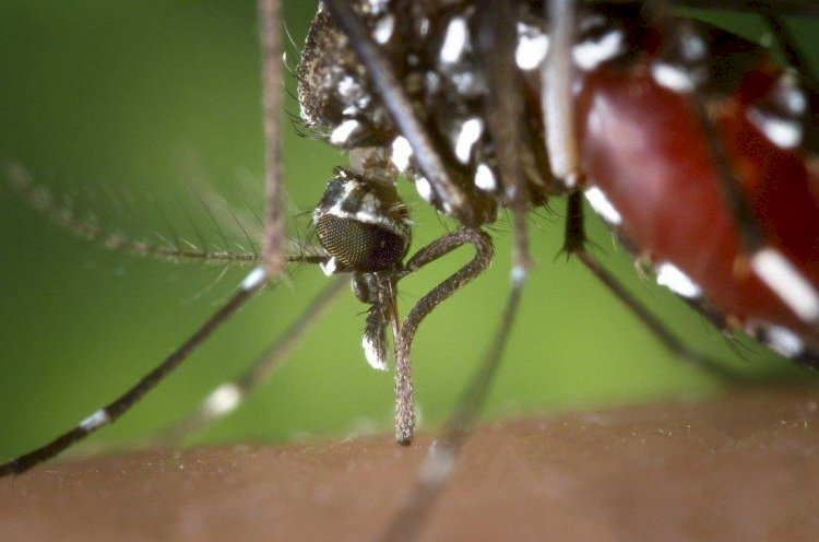 Rio Preto confirma mais duas mortes por dengue em 2024