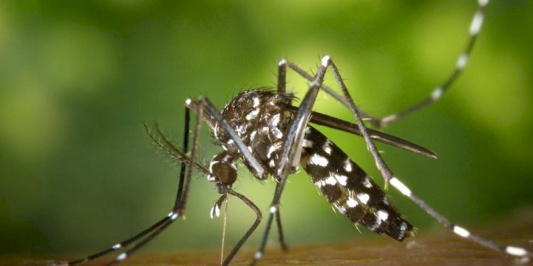 Rio Preto confirma a 10ª morte por dengue em 2024