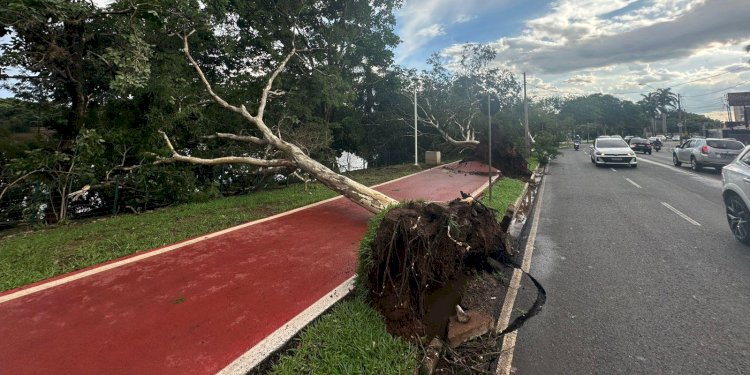 Temporal derruba árvores e deixa bairros sem energia em Rio Preto