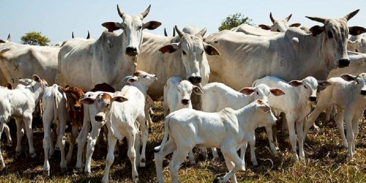 Produção de carnes cresce e fortalece negócios na região de Rio Preto