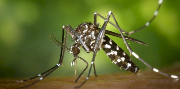 Rio Preto confirma mais duas mortes e chega a 19 vidas perdidas para a dengue em 2024