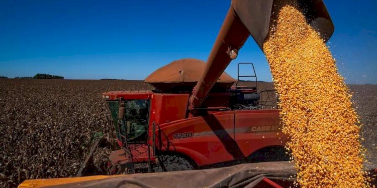 Conab estima novo recorde para a safra de grãos para o ciclo de 2024-2025