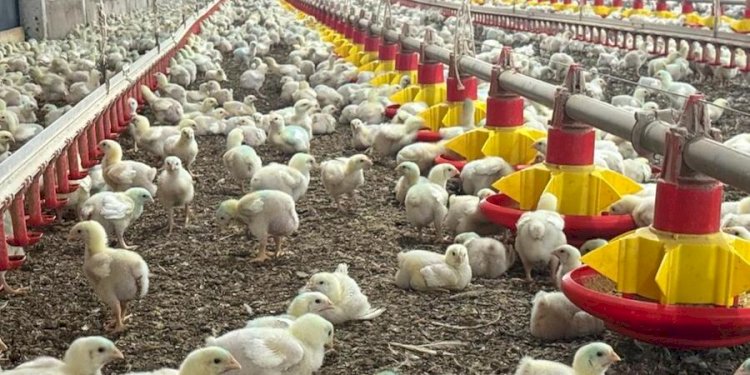 Avicultura cresce na região Noroeste paulista e frigorífico exporta frango halal